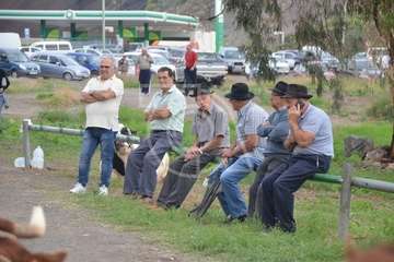La feria de ganado, atractivo principal de la jornada matutina en Jinámar (Foto Antonio Alí y Francisco Javier Santana)